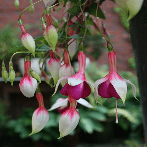 Fuchsia Auntie Jinks