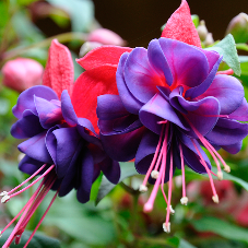 Fuchsia Bella 2026 (Preorder)