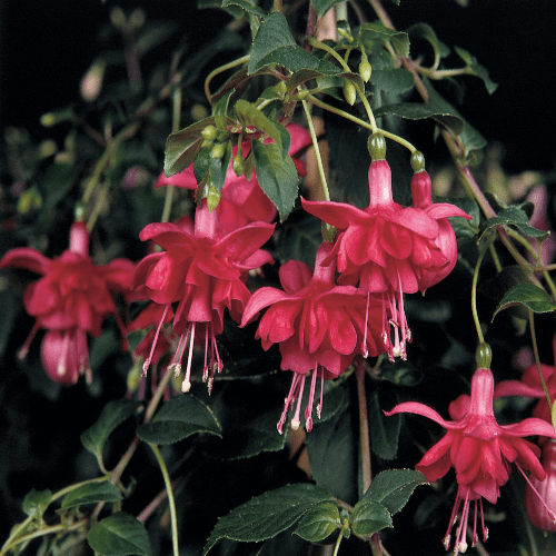 Fuchsia Blaze Away