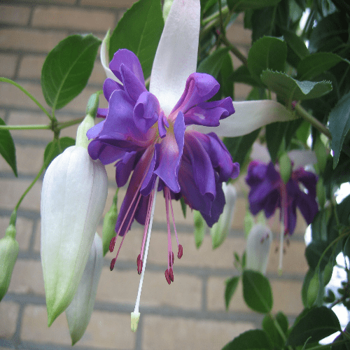 Fuchsia Blue Angel