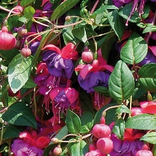 Fuchsia Blue Eyes