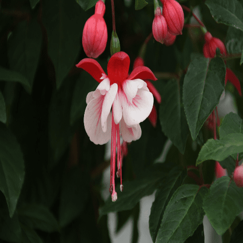 Fuchsia Britney