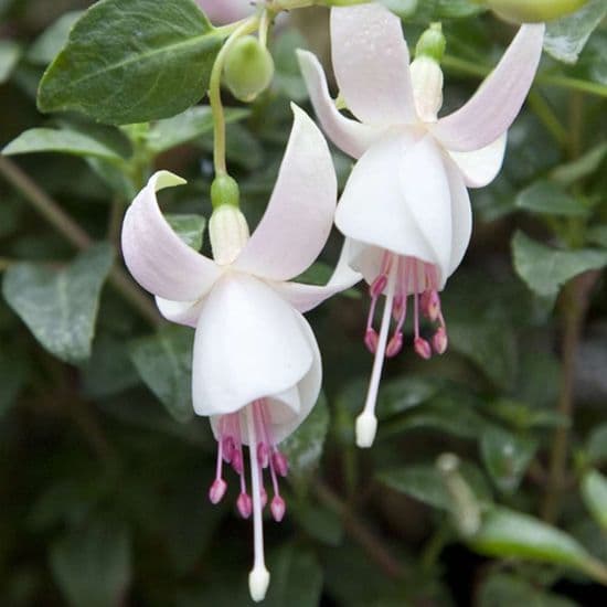 Fuchsia Bush 2026 (Preorder)