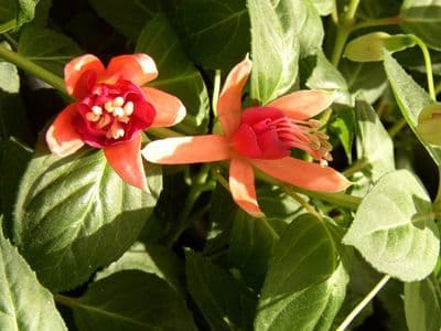 Fuchsia Dancing Flame