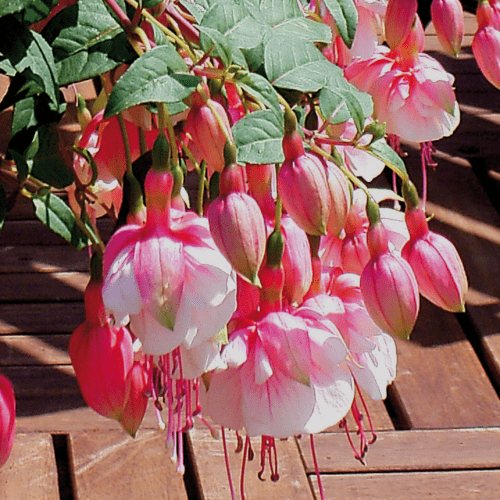 Fuchsia El Camino