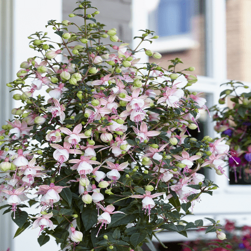 Fuchsia Elma
