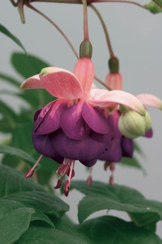 Fuchsia Eva Boerg