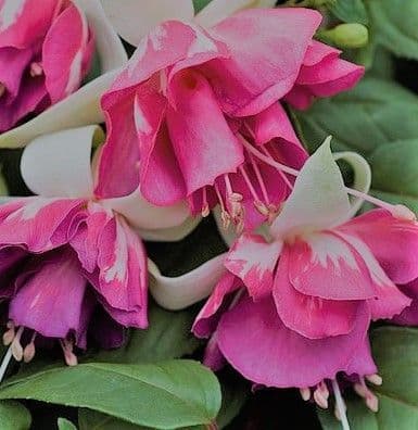 Fuchsia Flying Scotsman