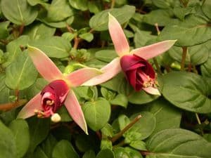 Fuchsia Frosted Flame