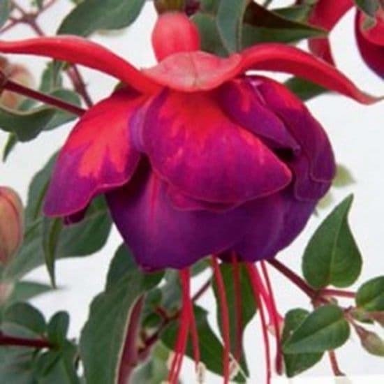 Fuchsia Giant 2026 (Preorder)