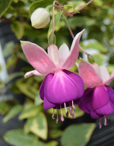 Fuchsia Golden Swingtime