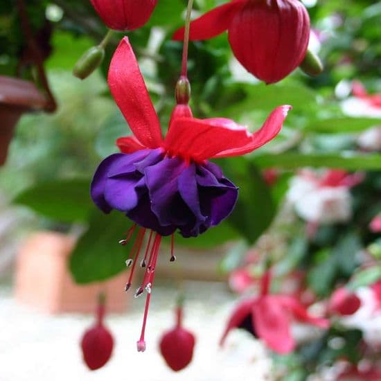 Fuchsia Hardy 2026 (Preorder)