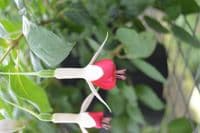 Fuchsia Hidcote Beauty