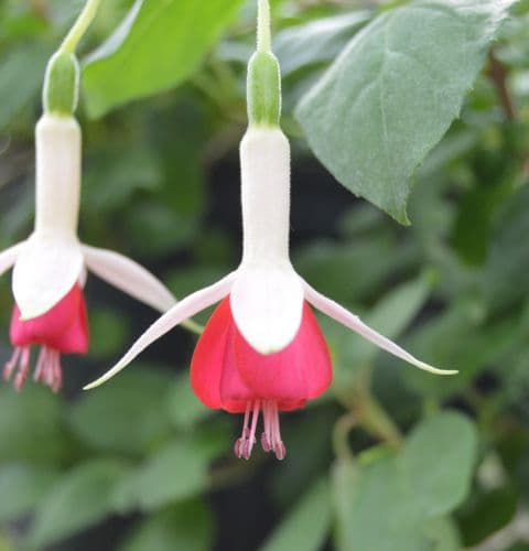 Fuchsia Hidcote Beauty