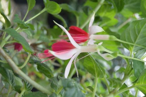 Fuchsia I love you