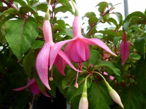 Fuchsia Jack Shahan