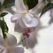 Fuchsia Jollies Toulon