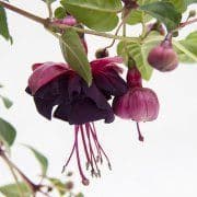 Fuchsia Jollies Tulle