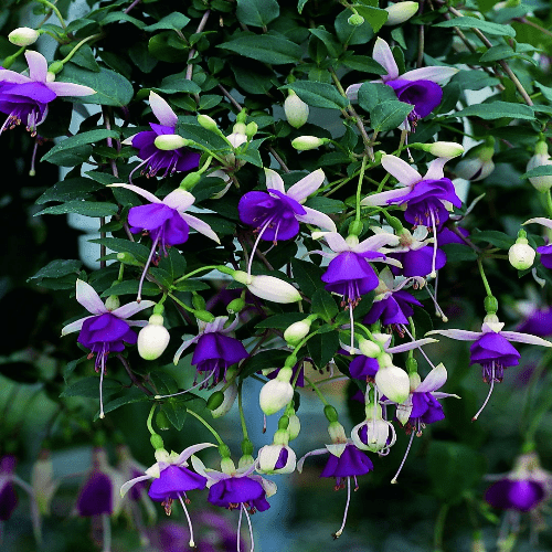 Fuchsia La Campanella
