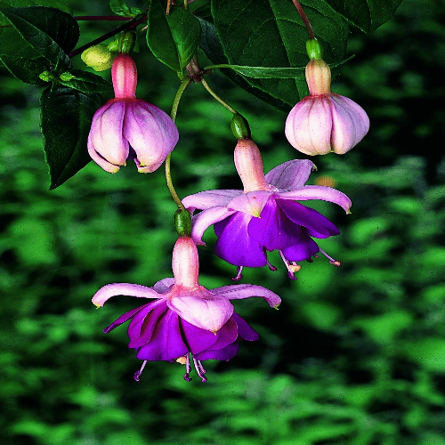Fuchsia Lena