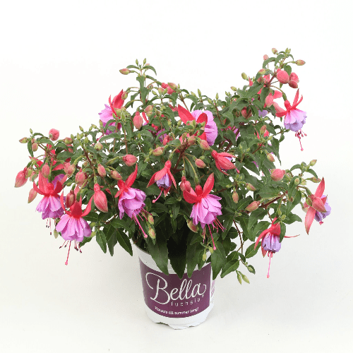 Fuchsia Natalie