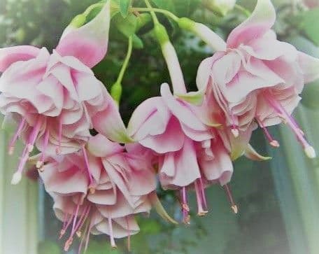 Fuchsia Natasha Sinton