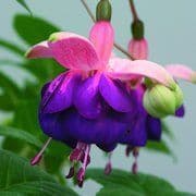 Fuchsia Pink Ballet Girl