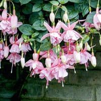 Fuchsia Pink Galore