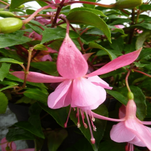 Fuchsia Pink Galore