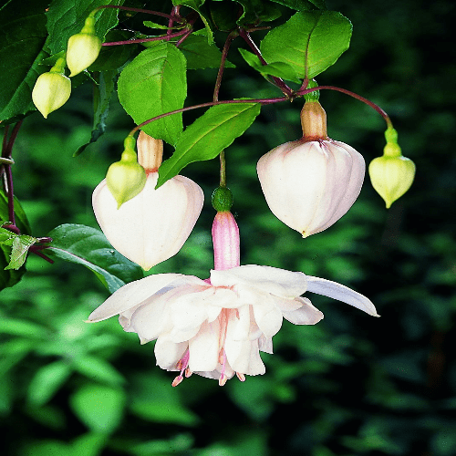 Fuchsia Pink Marshmallow