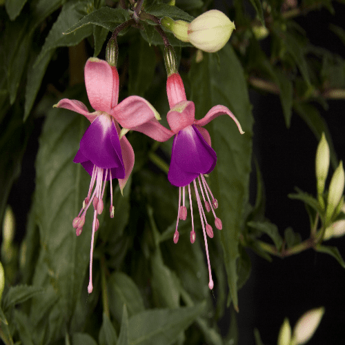Fuchsia Rousalien Fuchsia Rosalien