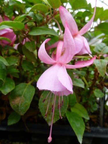 Fuchsia Shrimp Cocktail