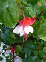 Fuchsia Sir Matt Busby