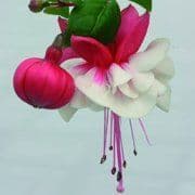 Fuchsia Sir Matt Busby