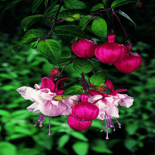 Fuchsia Swingtime