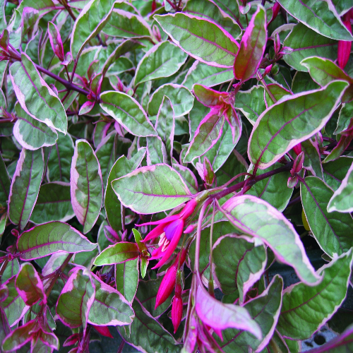 Fuchsia Tom West