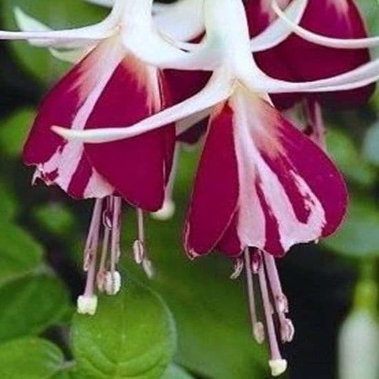 Fuchsia Trailing 2026 (Preorder)
