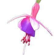 Fuchsia Westminster Chimes