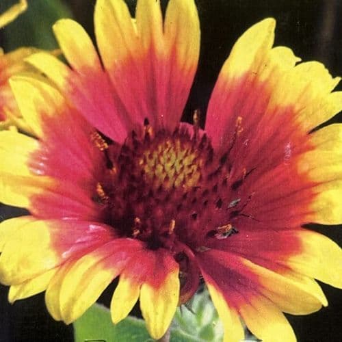 Gaillardia x grandiflora Kobold Goblin