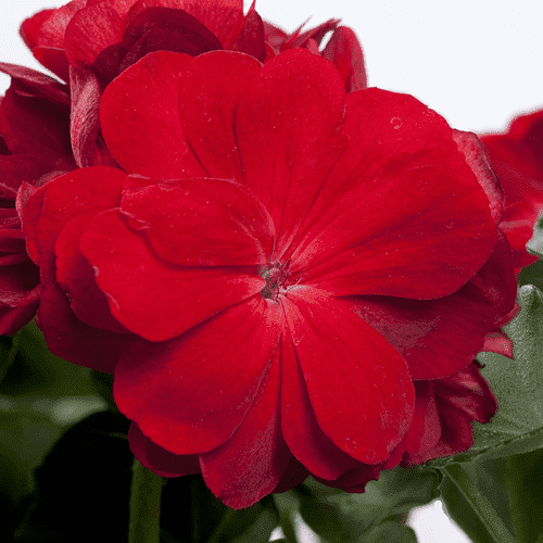 Geraniums 2026