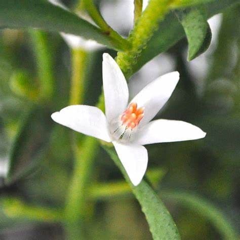 Gin and Tonic Plant  (Eriostemon myoporoides)