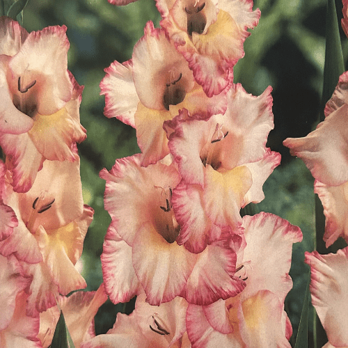Gladioli