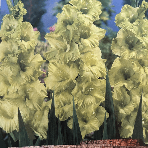 Gladioli Giant Flowering  Green Star