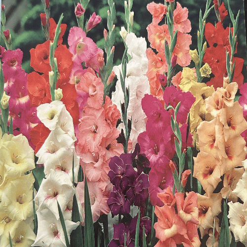 Gladioli  Giant Flowering Mixed