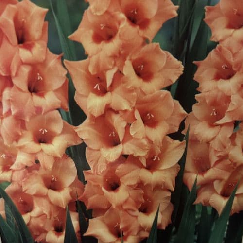 Gladioli Giant Flowering  Peter Pears