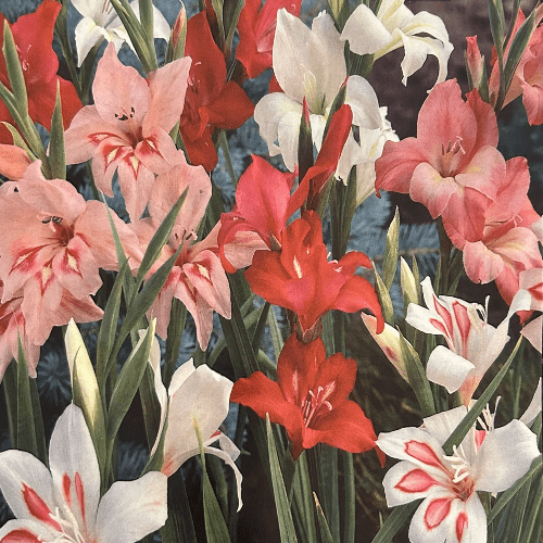 Gladioli Nanus Mixed