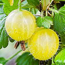 Gooseberry Hinnonmaki Gron