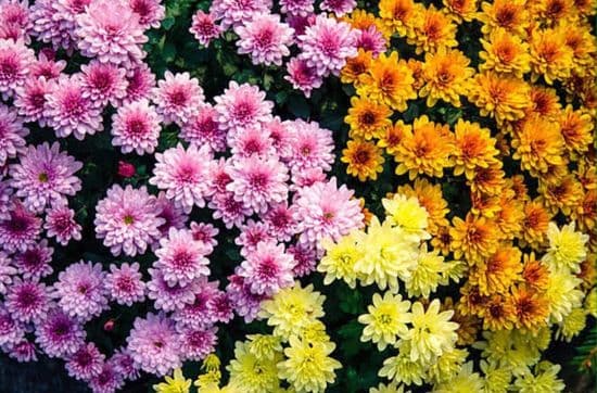 Hardy Chrysanthemum