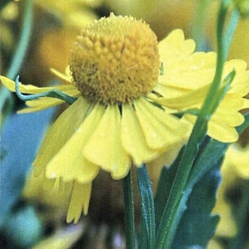 Helenium autumnale Helena Gold