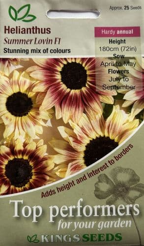 Helianthus Summer Lovin F1